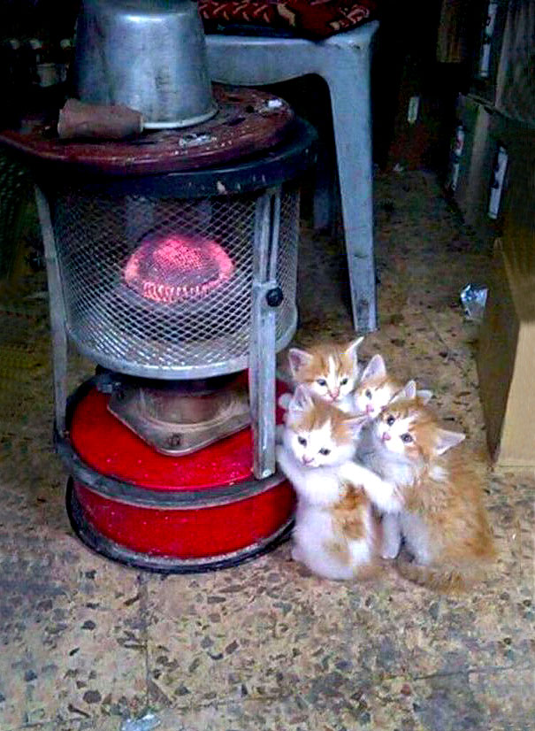 cats-enjoying-warmth-117__605