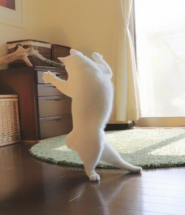 ballet-cat-japan-7
