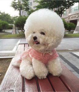 35C532CD00000578-3665203-Fluffy_The_bichon_breed_of_dog_is_known_for_its_short_curly_hair-a-11_1467178087214