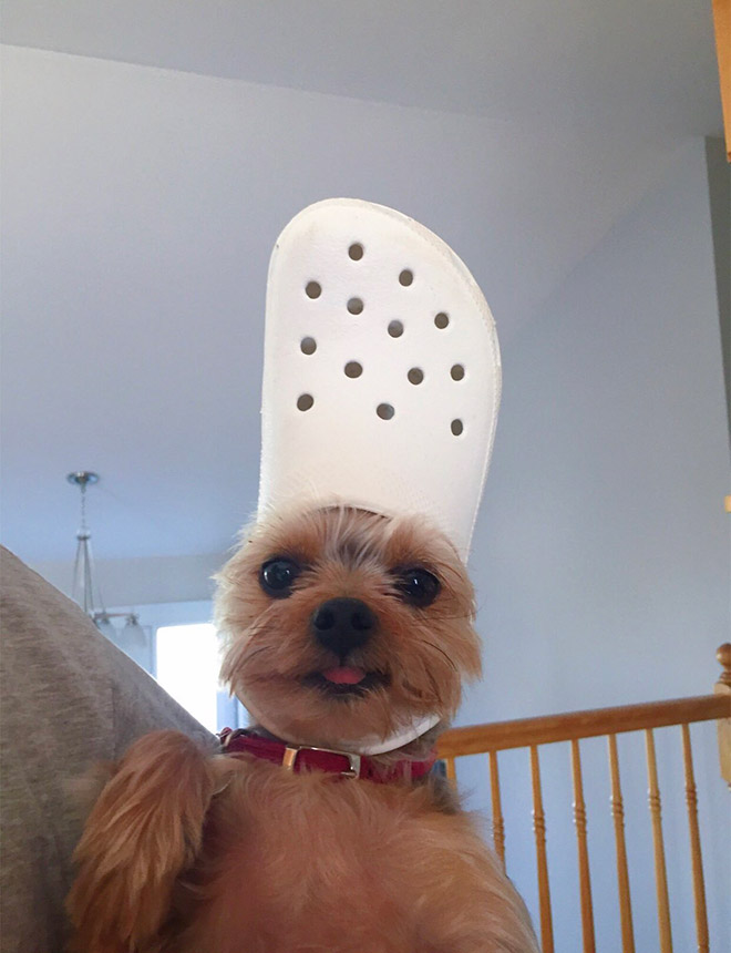 crocs shoes for dogs
