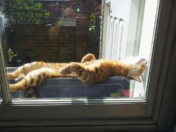 cats-enjoying-warmth-1131__605