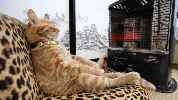 cats-enjoying-warmth-115__605