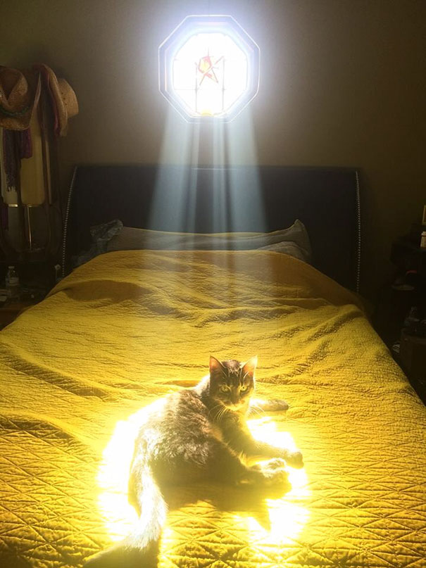 cats-enjoying-warmth-204__605