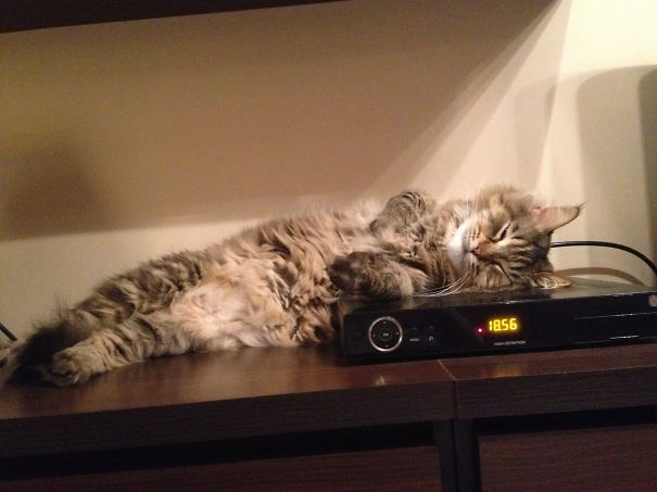 cats-enjoying-warmth-39__605