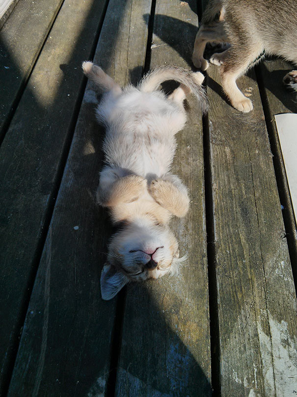 cats-enjoying-warmth-40__605