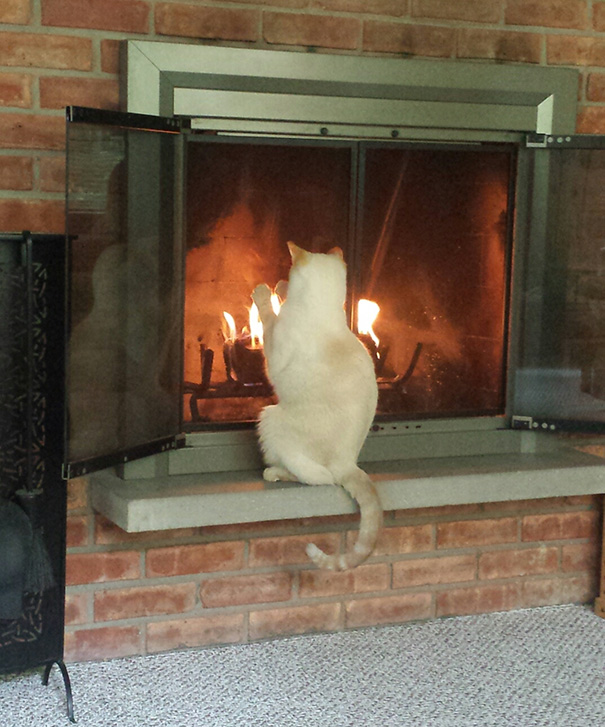 cats-enjoying-warmth-432__605