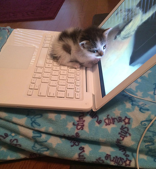 cats-enjoying-warmth-44__605