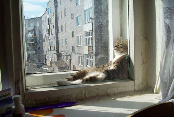 cats-enjoying-warmth-45__605