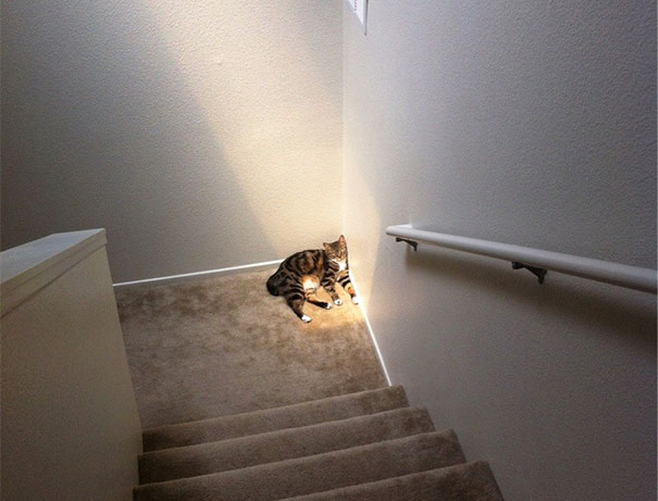 cats-enjoying-warmth-46__605