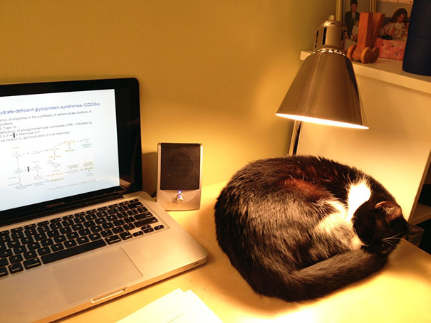 cats-enjoying-warmth-47__605