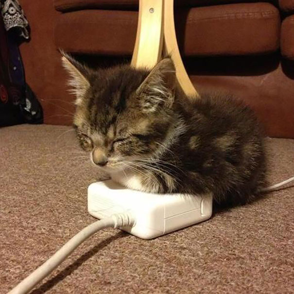 cats-enjoying-warmth-50__605