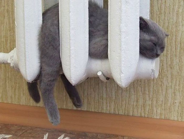 cats-enjoying-warmth-52__605