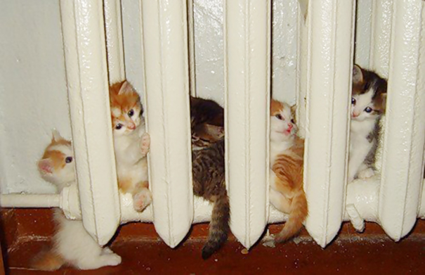 cats-enjoying-warmth-53__605