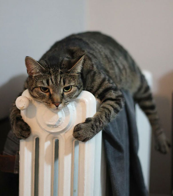 cats-enjoying-warmth-54__605