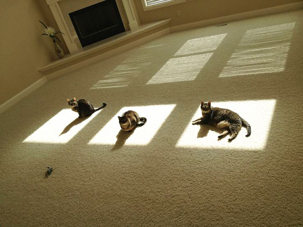 cats-enjoying-warmth-57__605