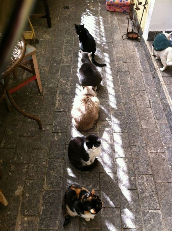 cats-enjoying-warmth-58__605