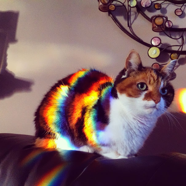 cats-enjoying-warmth-611__605