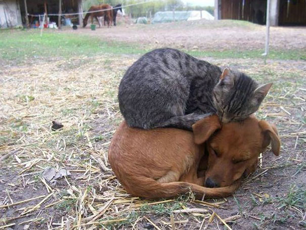 cats-enjoying-warmth-61__605