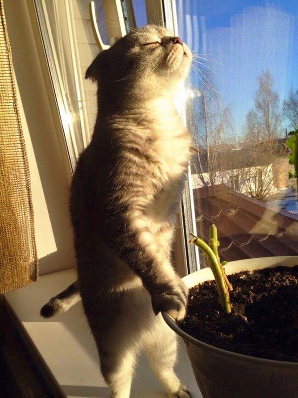 cats-enjoying-warmth-721__605