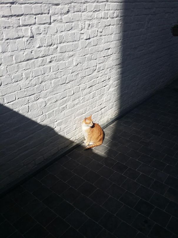 cats-enjoying-warmth__605