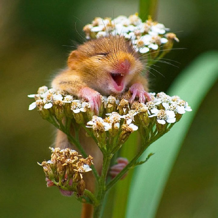 25-animaux-sourire-1