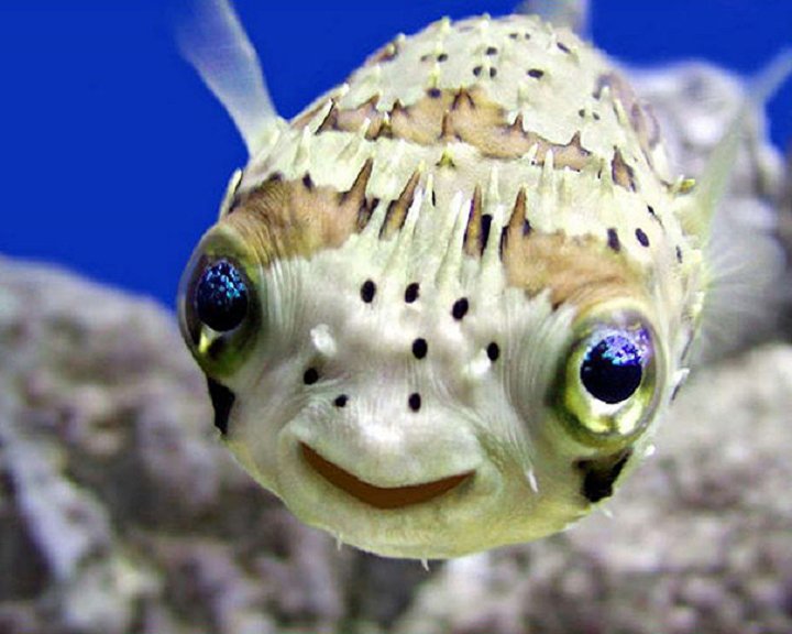 25-animaux-sourire-11