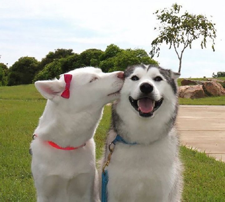 25-animaux-sourire-14