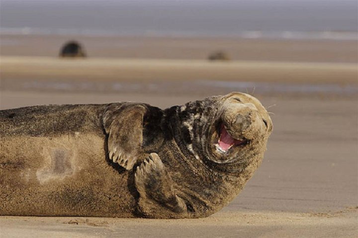 25-animaux-sourire-19