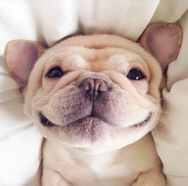 25-animaux-sourire-22