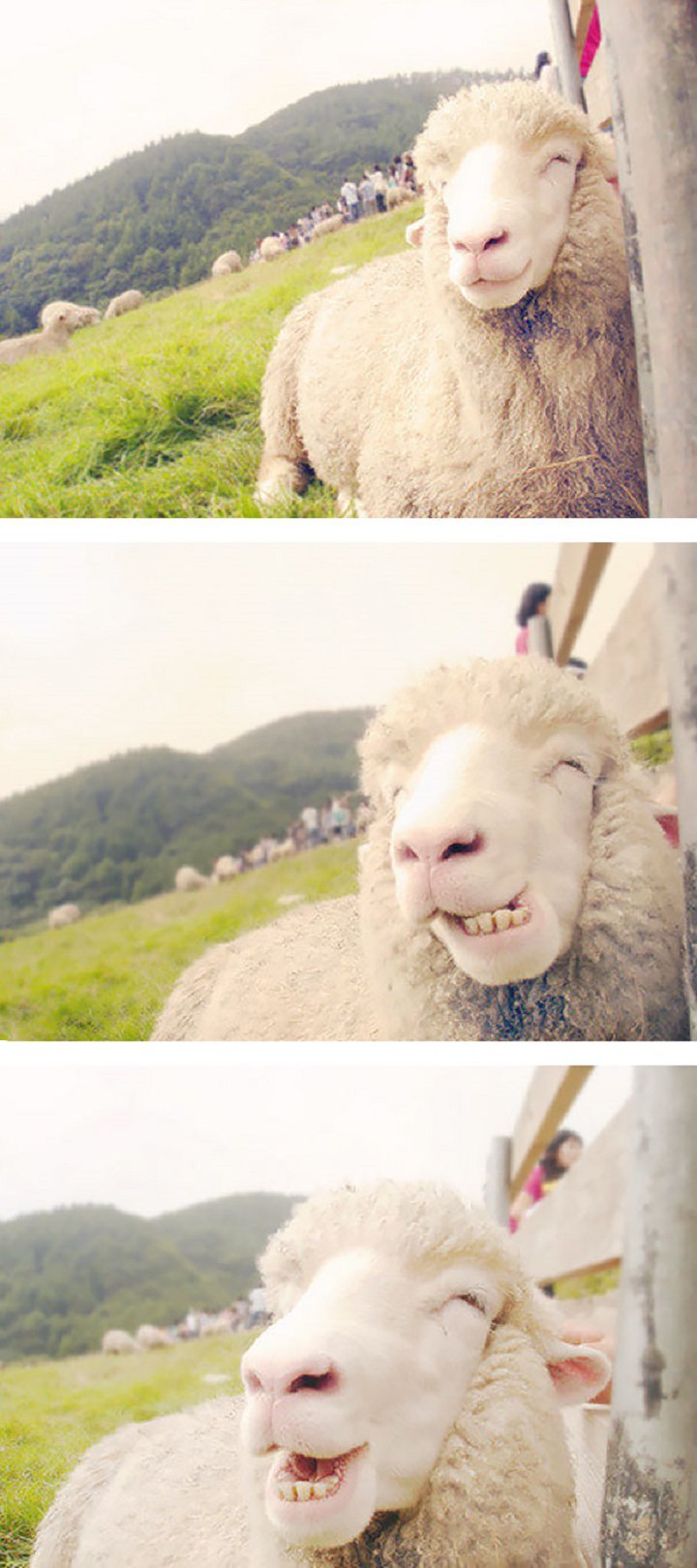 25-animaux-sourire-23