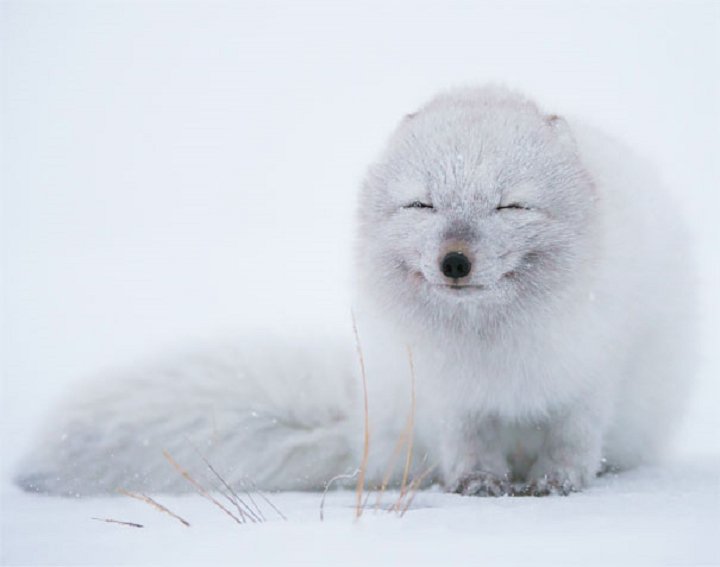 25-animaux-sourire-25