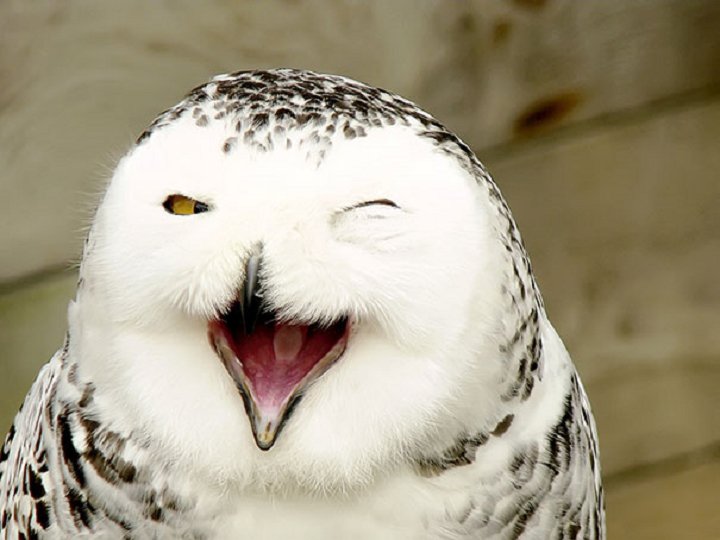 25-animaux-sourire-4