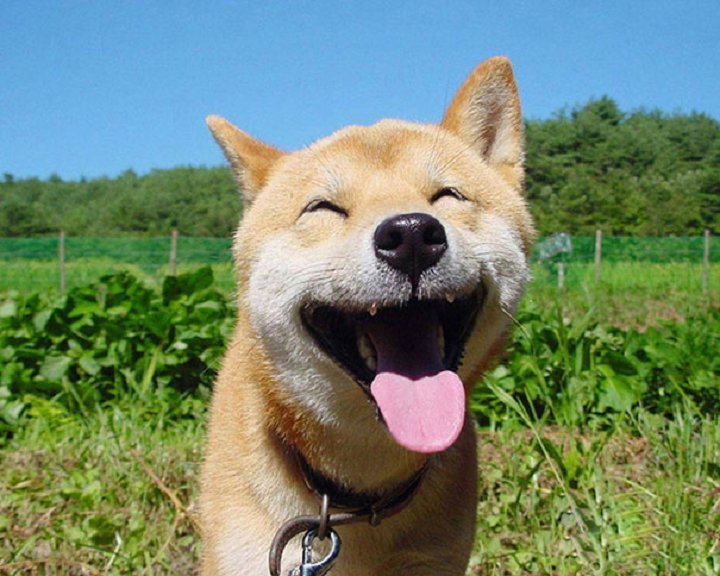 25-animaux-sourire-5