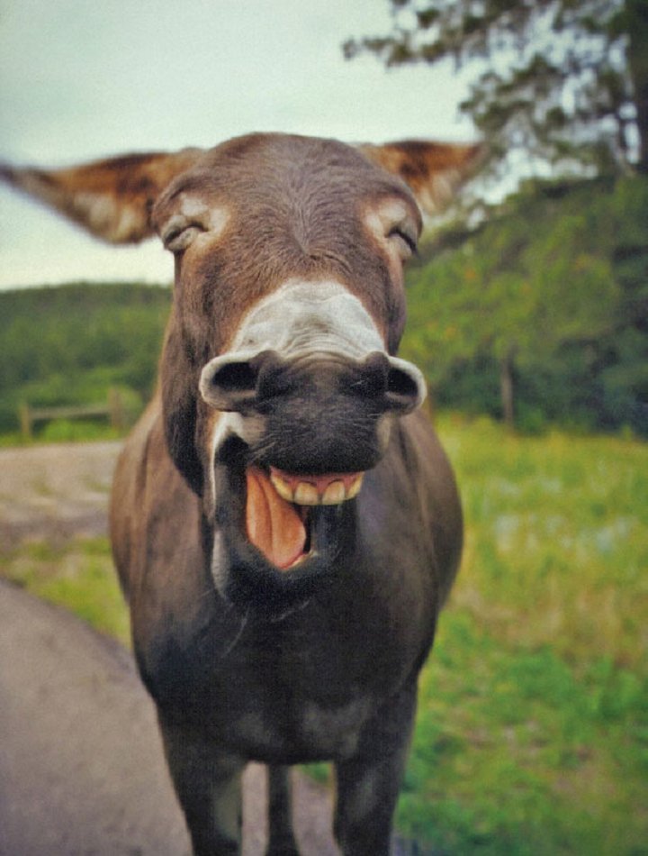 25-animaux-sourire-9