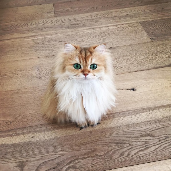 The cat considered to be the most photogenic on the internet - Petit Petit Gamin The cat considered to be the most photogenic on the internet - Petit Petit Gamin