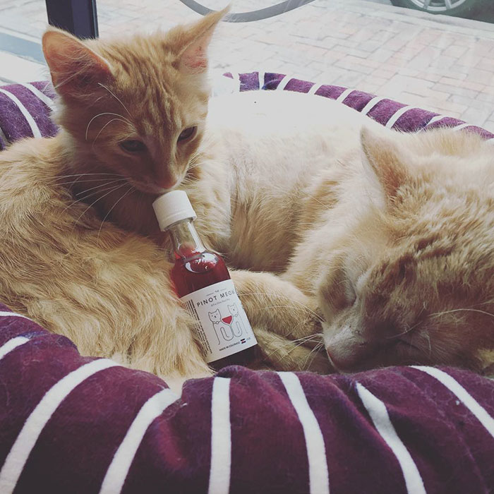 catnip-wine-for-cats-apollo-peak-10