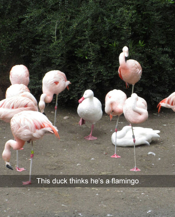 funny-snapchats-16-577229ee2d95b__605