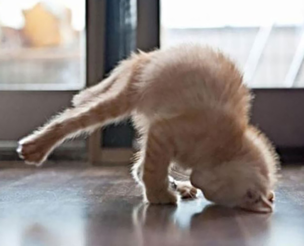 Des Animaux Qui Sont Les Champions Pour Faire Des Poses De Yoga Petit 
